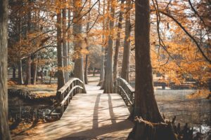 Read more about the article The Journey of Becoming